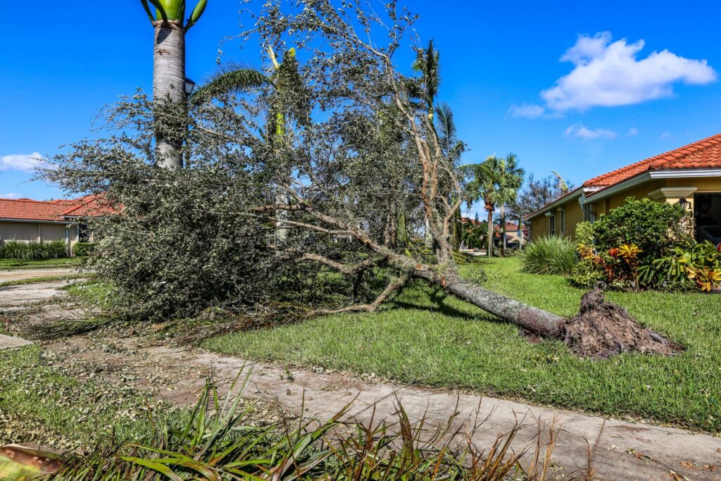 A downed tree in the aftermath of Hurricane Idalia