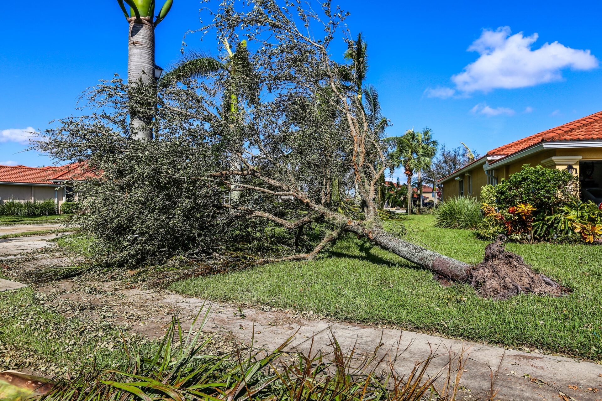 Un arbre abattu après le passage de l'ouragan Idalia