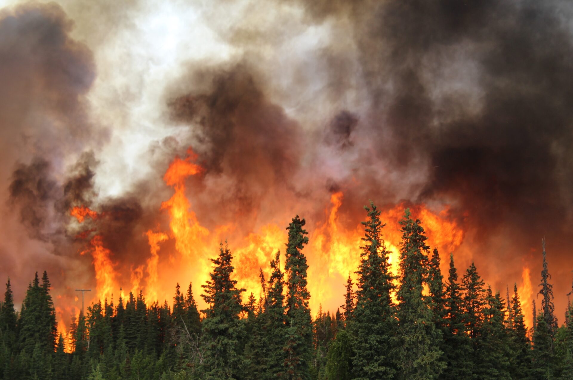 A wildfire engulfs a forest, with fire and smoke atop a section of trees
