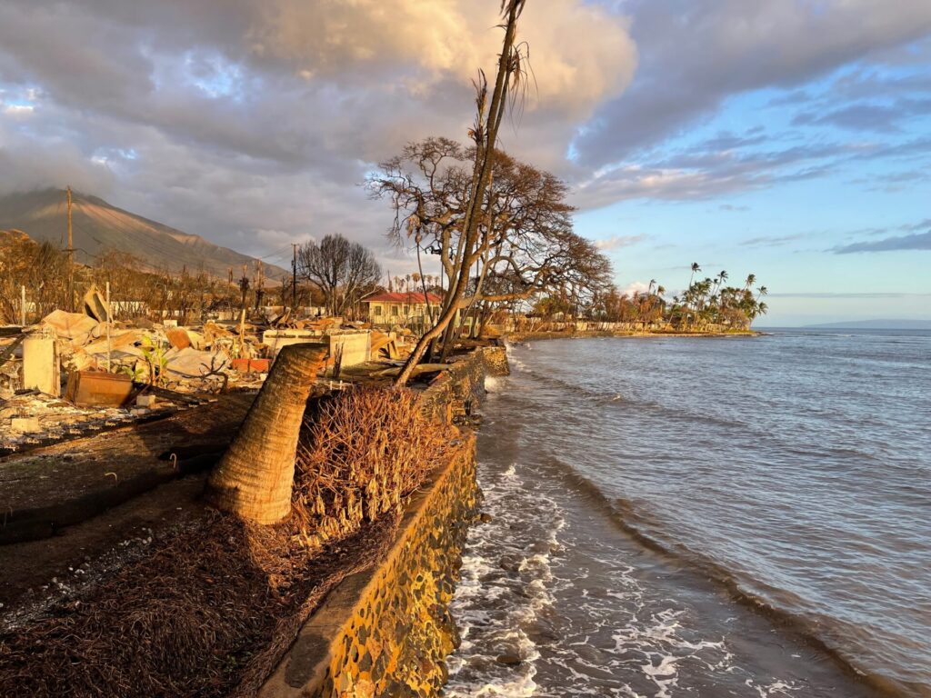 The aftermath of a wildfire along a seaside, with broken and burned trees