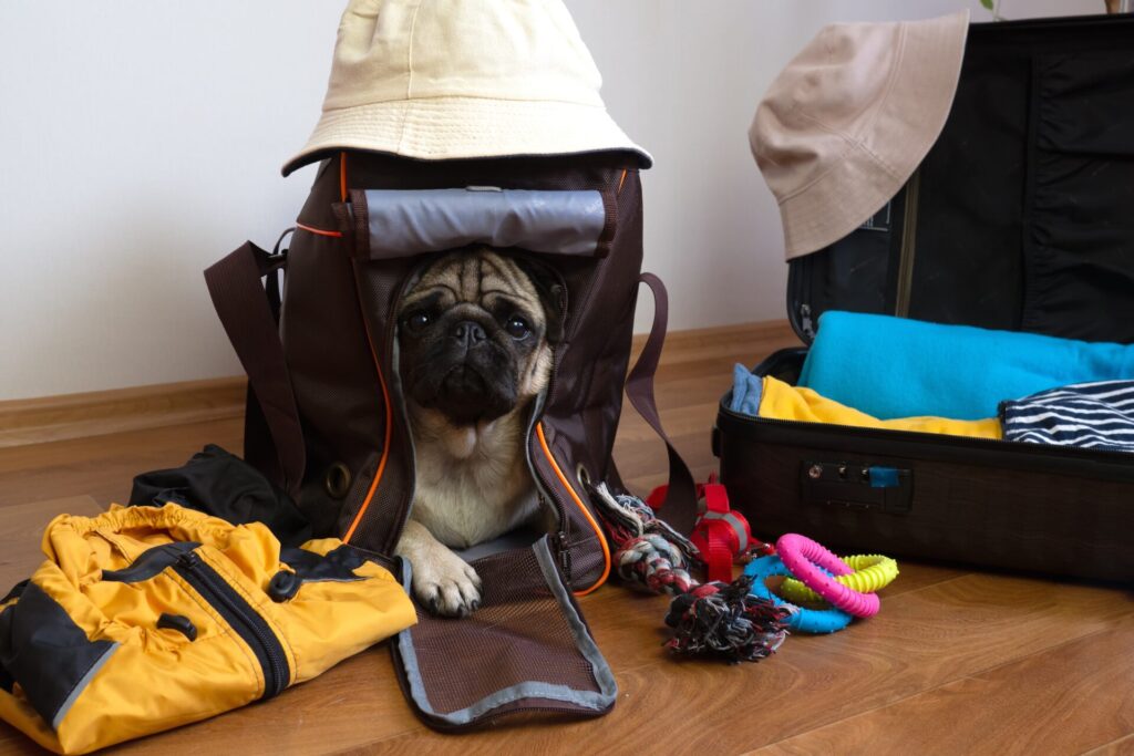 A pug in a soft-sided crate surrounded by dog toys and human clothing  