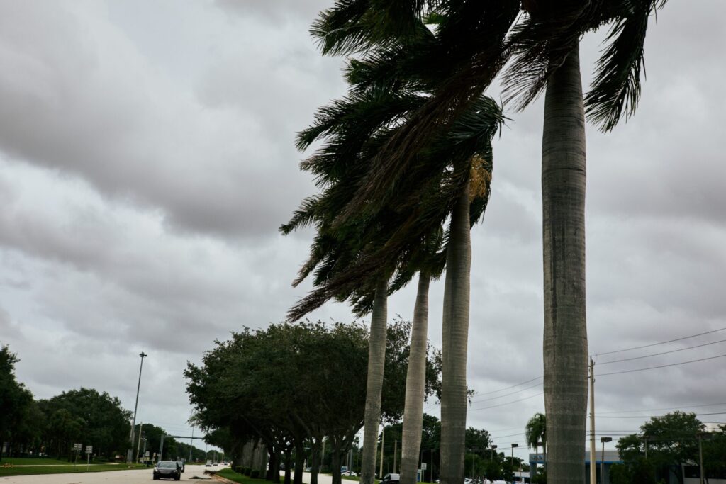 Palm trees blowing in the severe wind from a tropical storm  